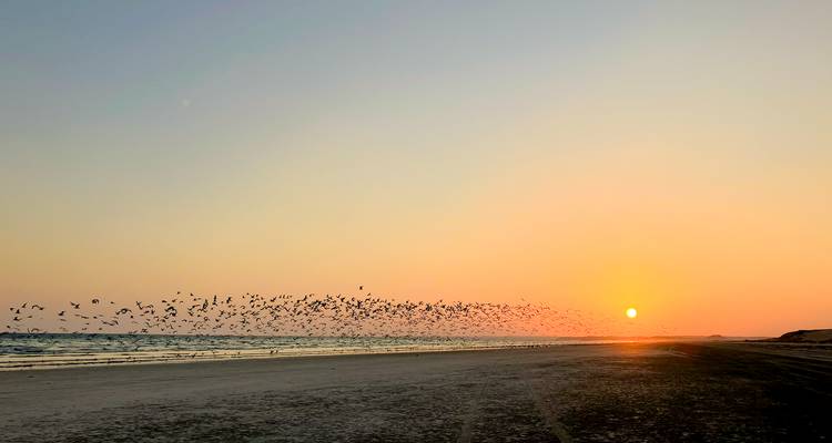 Großer Vogelschwarm, der bei Sonnenaufgang niedrig über einem abgelegenen Strand fliegt