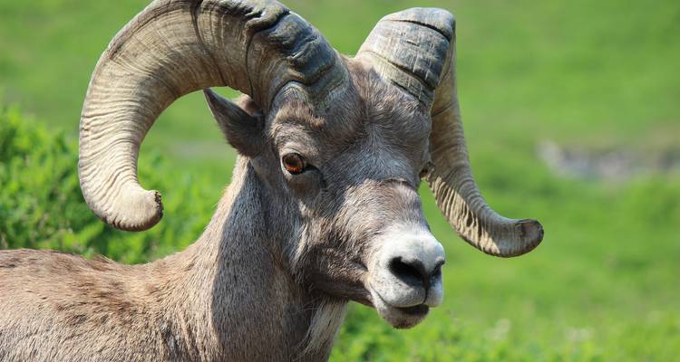 Dickhornschafe auf einer grasbewachsenen Wiese.