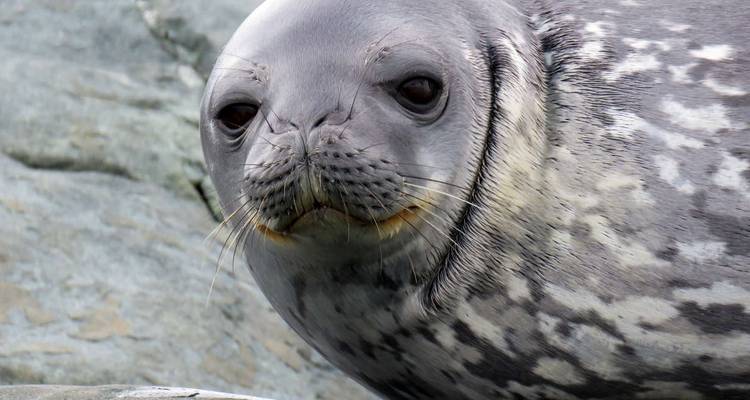 Eine Nahaufnahme einer Robbe auf einer felsigen Oberfläche.