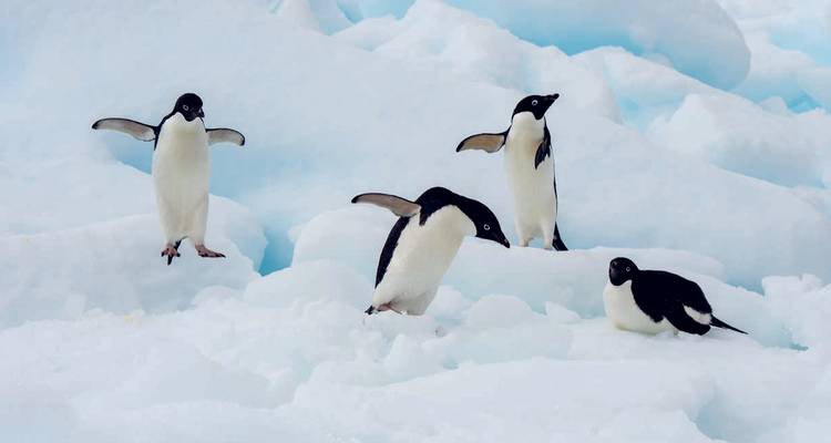 Adeliepinguine in einer verschneiten Landschaft.