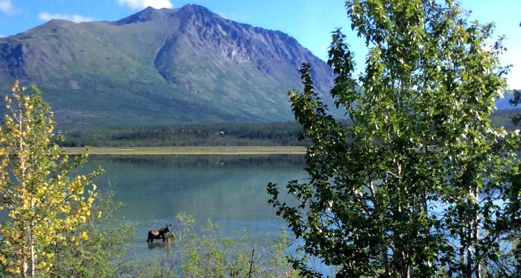 Les aurores boréales de l'Alaska avec l'Alaska Wildlife Conservation Center (d'Anchorage, AK à Fairbanks, AK) - Collette 2