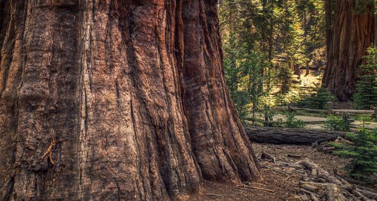Sequoia & Kings Canyon National Parks featuring San Diego and California’s Central Coast (San Diego, CA to Los Angeles, CA) (2026) - Collette 5