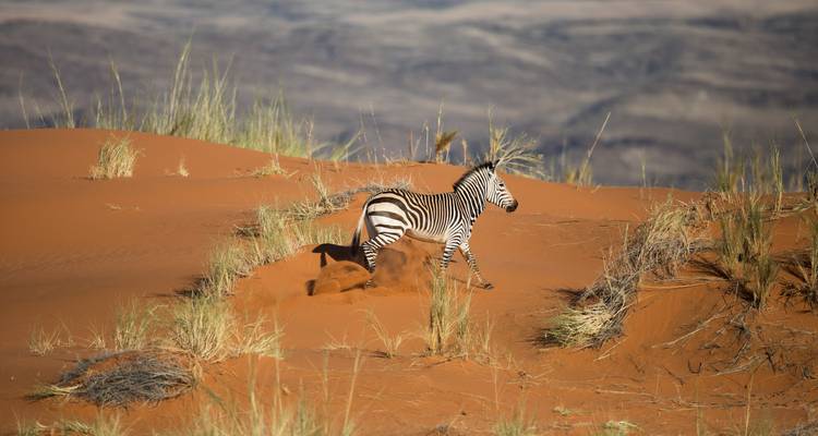 La grande aventure de la Namibie et de l'Afrique du Sud - Le Cap, les safaris et le désert - T.S TOURS 2
