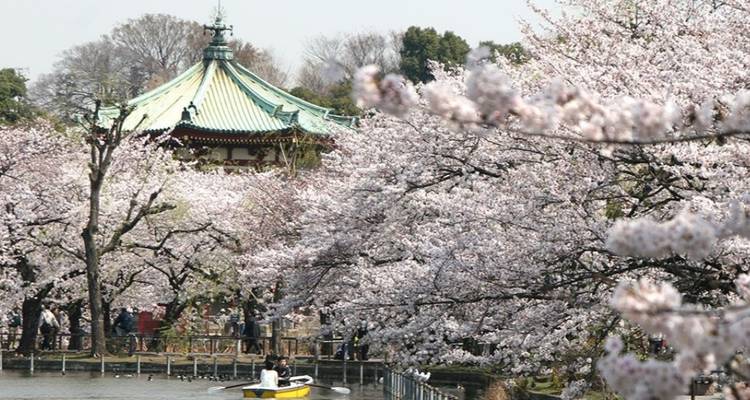 10 jours - Festival des cerisiers en fleurs du sud du Japon（Privé avec guide et chauffeur） - UME Travel Co. Ltd 2