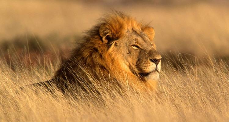 Safari de luxe de 10 jours dans le désert de Namibie - Professional Safari Africa 10