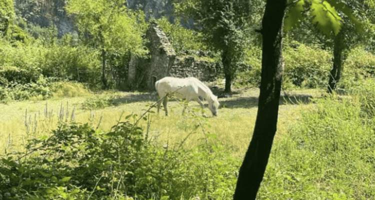 Escapades dans les Alpes : Le lac Koman et les merveilles naturelles de Valbona - InAlb TPP Shpk 9