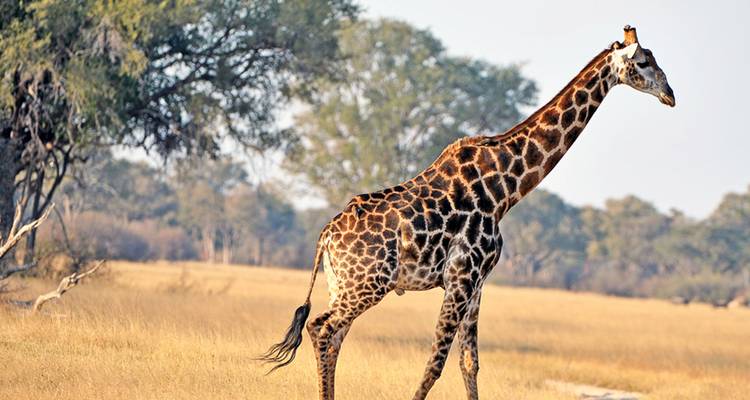 Une girafe aux motifs distinctifs du pelage se promène sur les terres herbeuses desséchées par le soleil à côté des acacias.