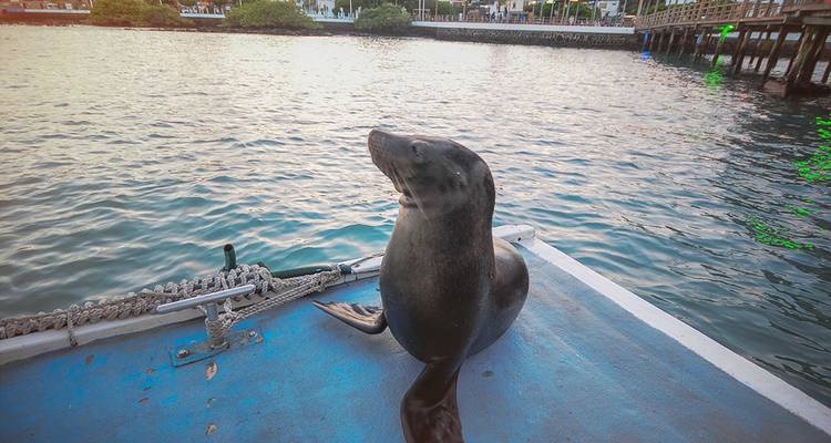 Lion de mer perché au bord d'une jetée bleue au coucher du soleil avec des eaux tranquilles du port en arrière-plan.
