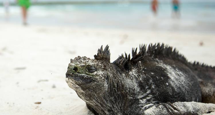 Gros plan d'un iguane marin allongé sur le sable blanc avec des baigneurs flous en arrière-plan.