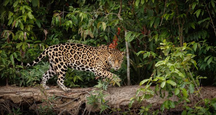 Jaguar walking along a forested riverbank.