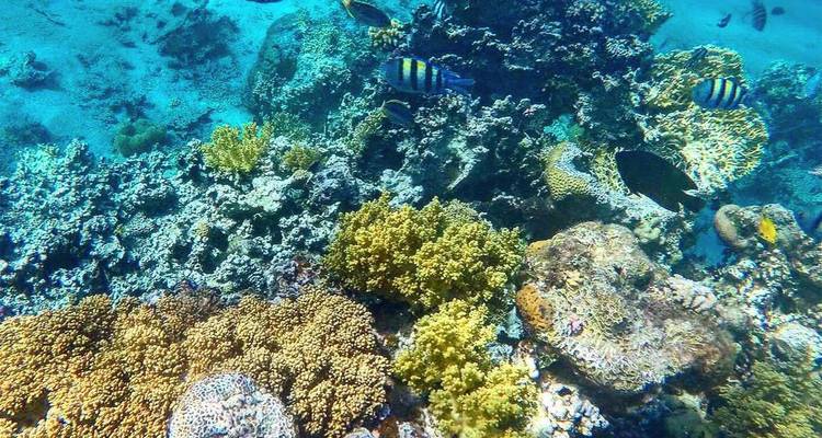 Colourful coral reef teeming with fish in clear tropical water.