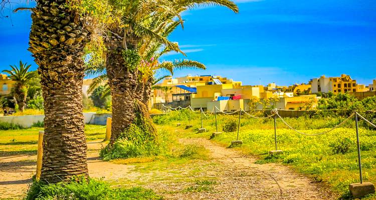 Palmen säumen einen Weg mit bunten Häusern im Hintergrund.