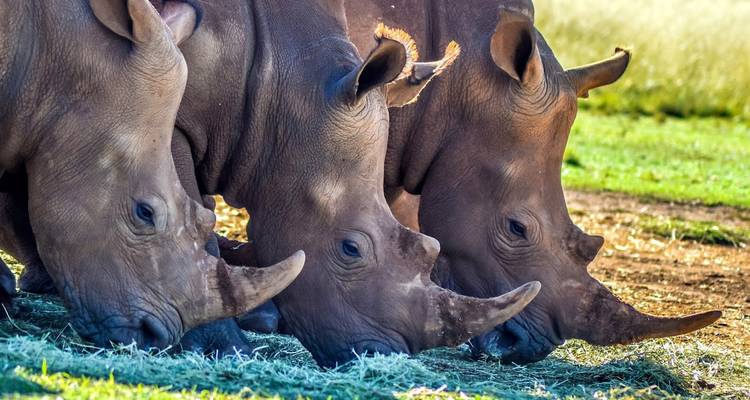 Kenia: 9 días de maravillas naturales y relax costero con todas las comidas - Wanderful Holidays LLC 3