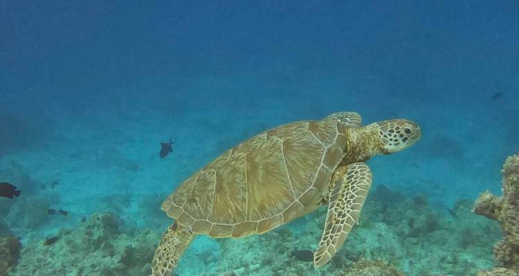 Escapada de ensueño de 7 días a las Maldivas: Dicha de sol, arena y snorkel - Autopia Tours 7