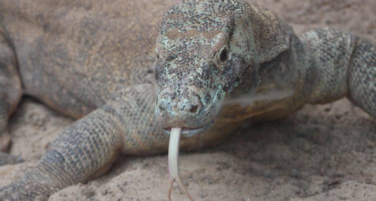 Indonesia: Java, Bali & Komodo Island - G Adventures 9
