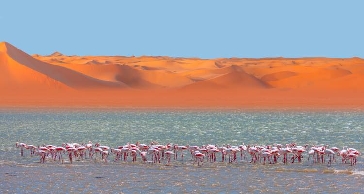 Groep flamingo's in een meer met zandduinen op de achtergrond.