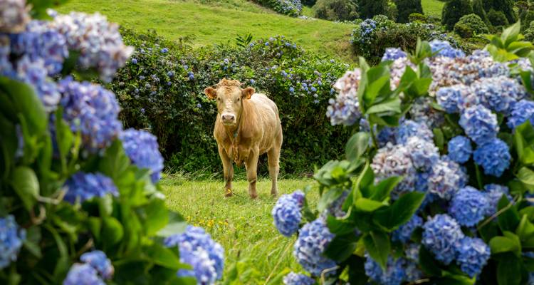 Shopping dans les îles des Açores : road trip entre les volcans verdoyants (from Ponta Delgada to Île de Terceira) - journaway 2