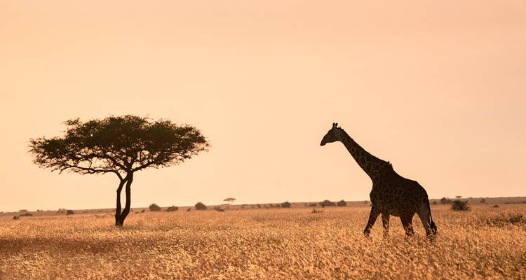 Safari económico de 10 días por la Migración en Kenia (de Nairobi a Nairobi) - T.S TOURS 8