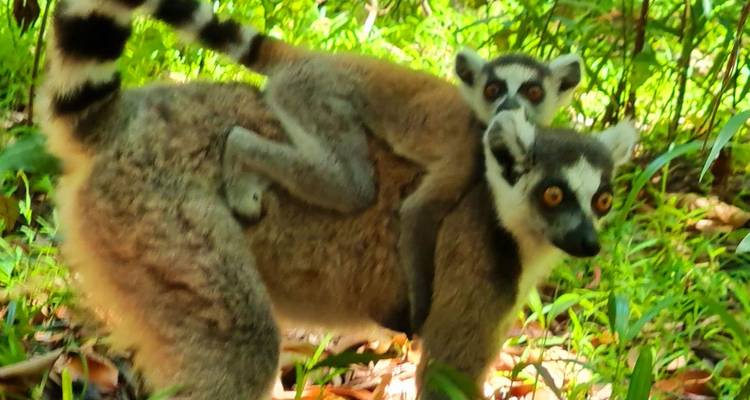 Fort-Dauphin and its wonders - Travelia Safari 4
