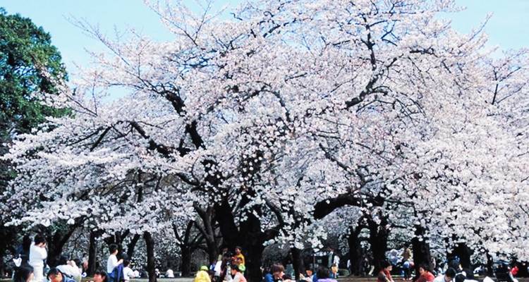 13 Day Central Japan Cherry Blossom Festival（Private Guide and Driver） - UME Travel Co. Ltd 2