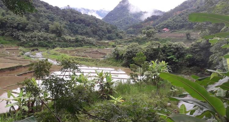 Vista panorámica de arrozales y vegetación en un valle.