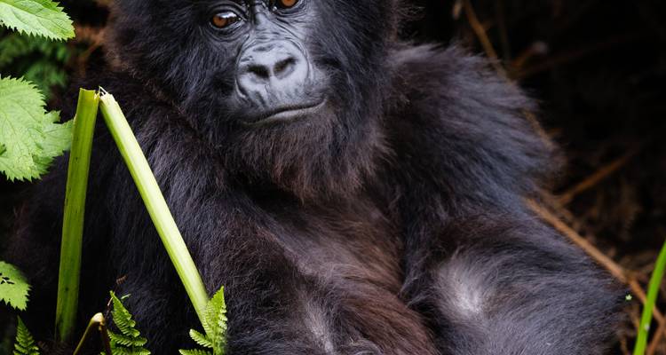 3 Days Rwanda Gorilla Safari Adventures - Rwanda Eco Company and Safaris  5