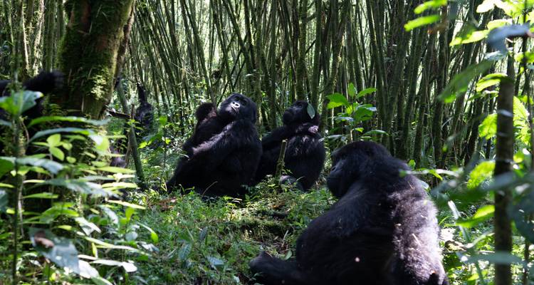 3 Days Rwanda Gorilla Safari Adventures - Rwanda Eco Company and Safaris  1