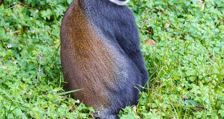 3 Days Rwanda Gorilla Safari Adventures - Rwanda Eco Company and Safaris  2