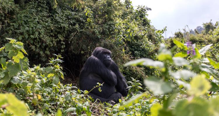 3 Days Rwanda Gorilla Safari Adventures - Rwanda Eco Company and Safaris  4