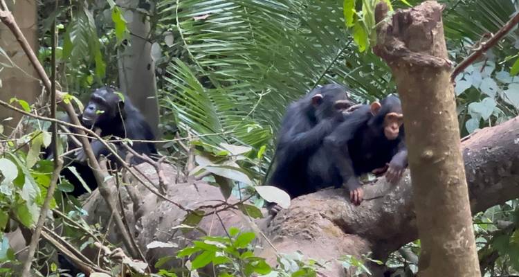 Senderismo de 3 días por la Selva de Budongo con Chimpancés y Rastreo de Rinocerontes Santuario de Rinocerontes de Ziwa - Safari 2 Gorilla Tours (U) Ltd 1