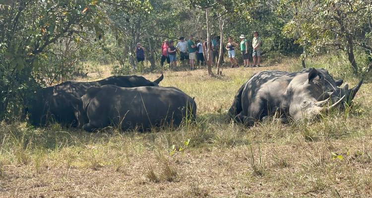 Senderismo de 3 días por la Selva de Budongo con Chimpancés y Rastreo de Rinocerontes Santuario de Rinocerontes de Ziwa - Safari 2 Gorilla Tours (U) Ltd 2