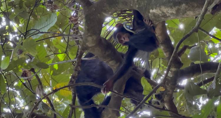 Senderismo de 3 días por la Selva de Budongo con Chimpancés y Rastreo de Rinocerontes Santuario de Rinocerontes de Ziwa - Safari 2 Gorilla Tours (U) Ltd 3
