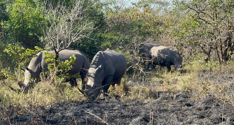 Senderismo de 3 días por la Selva de Budongo con Chimpancés y Rastreo de Rinocerontes Santuario de Rinocerontes de Ziwa - Safari 2 Gorilla Tours (U) Ltd 4