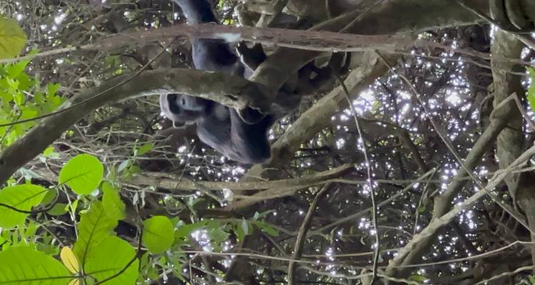 Senderismo de 3 días por la Selva de Budongo con Chimpancés y Rastreo de Rinocerontes Santuario de Rinocerontes de Ziwa - Safari 2 Gorilla Tours (U) Ltd 7