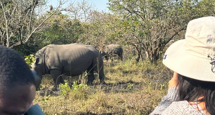 Senderismo de 3 días por la Selva de Budongo con Chimpancés y Rastreo de Rinocerontes Santuario de Rinocerontes de Ziwa - Safari 2 Gorilla Tours (U) Ltd 8