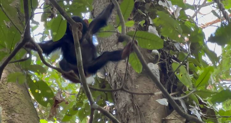 Senderismo de 3 días por la Selva de Budongo con Chimpancés y Rastreo de Rinocerontes Santuario de Rinocerontes de Ziwa - Safari 2 Gorilla Tours (U) Ltd 9