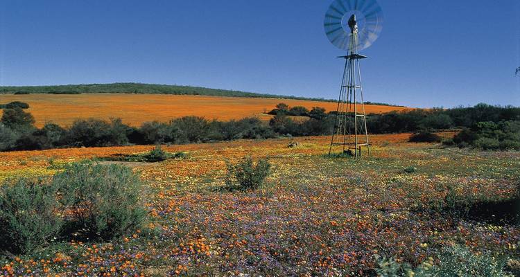 Luxury South Africa Journey: Cape Town, Rovos Rail & Fly In Karongwe Safari - T.S TOURS 2
