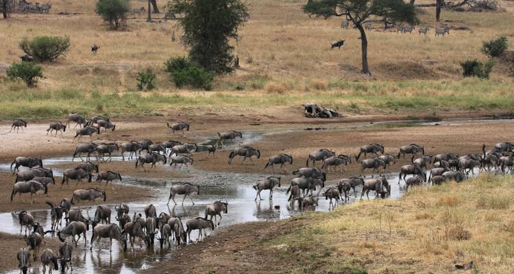 Safari de lujo de 3 días en Tarangire y Ngorongoro, desde y hacia Zanzíbar - African Polecat Safaris 2