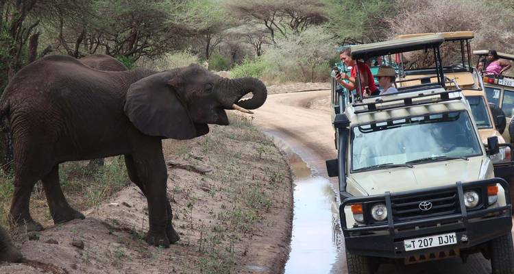 Safari privado de 3 días en Tarangire y Ngorongoro, de gama media, desde y hacia Zanzíbar - African Polecat Safaris 3