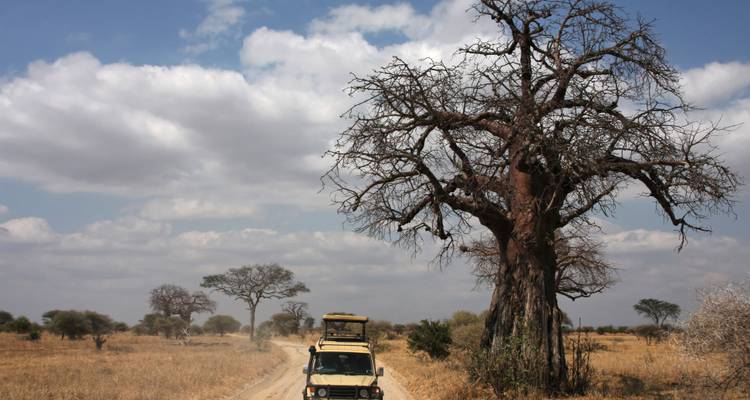 Safari privado de 3 días en Tarangire y Ngorongoro, de gama media, desde y hacia Zanzíbar - African Polecat Safaris 6