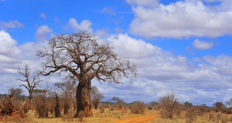 Safari privado de 3 días en Tarangire y Ngorongoro, de gama media, desde y hacia Zanzíbar - African Polecat Safaris 7