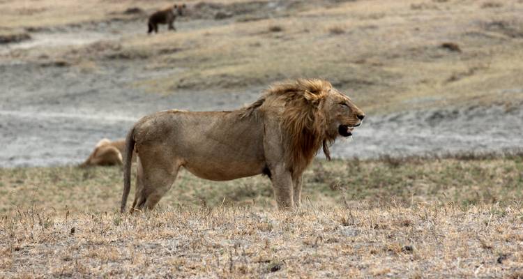 Safari privado de 3 días en Tarangire y Ngorongoro, de gama media, desde y hacia Zanzíbar - African Polecat Safaris 4