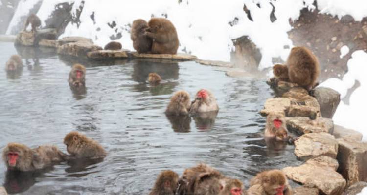 13 Day Wonders of Central Japan Snow Monkey Park （Private Guide and Driver） - UME Travel Co. Ltd 9