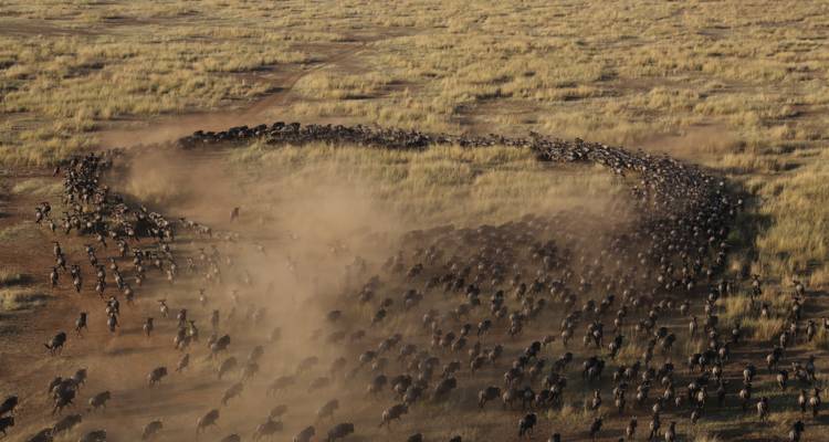 4-Day Serengeti Migration Private Luxury Safari From & To Zanzibar - African Polecat Safaris 1