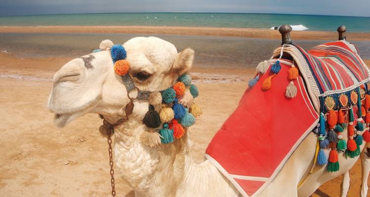 7 Day Pharaonic Egypt - VPT Tours 1