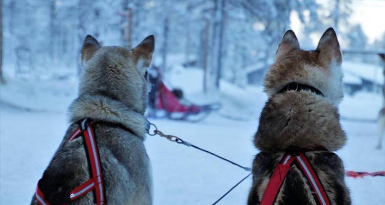 Finlande et aventure arctique avec aurores boréales et igloo de verre - Expeditions Gateways 4