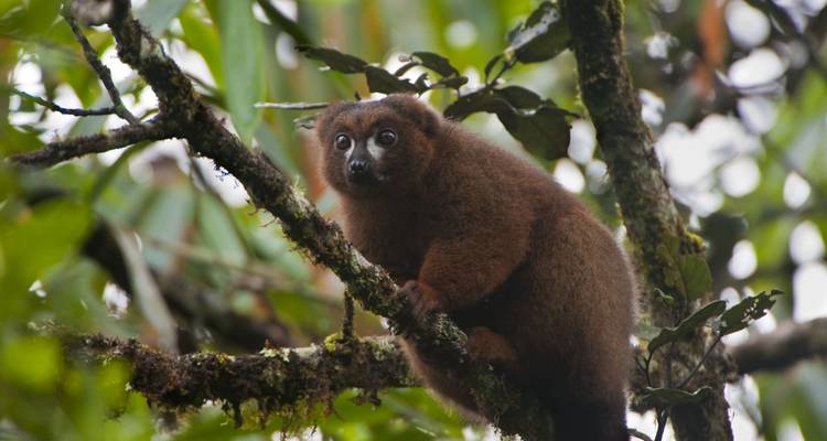 Vida salvaje Madagascar | Viajes de Naturaleza y Cultura - HT Agency Tours 2