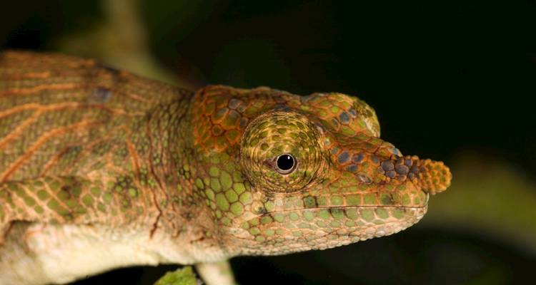 Vida salvaje Madagascar | Viajes de Naturaleza y Cultura - HT Agency Tours 3