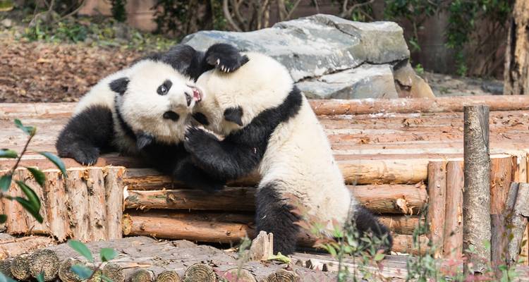 Excursión de 4 días a Chengdu como Voluntario para Pandas - Joy Travel 4