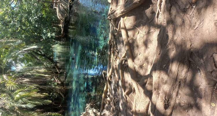 Wurzelsysteme und klares Wasser in einer Waldumgebung.